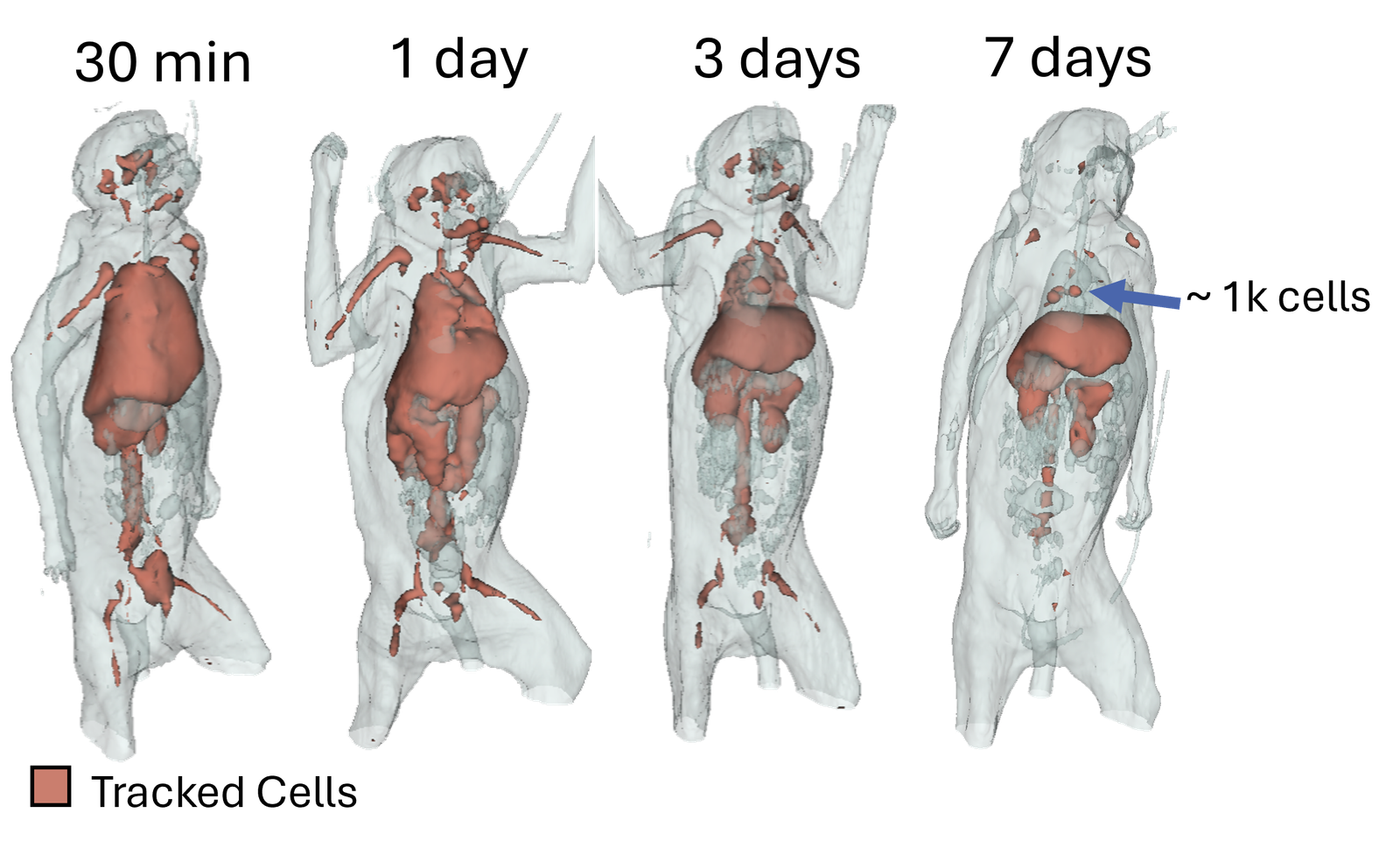 PET imaging of cell biodistribution